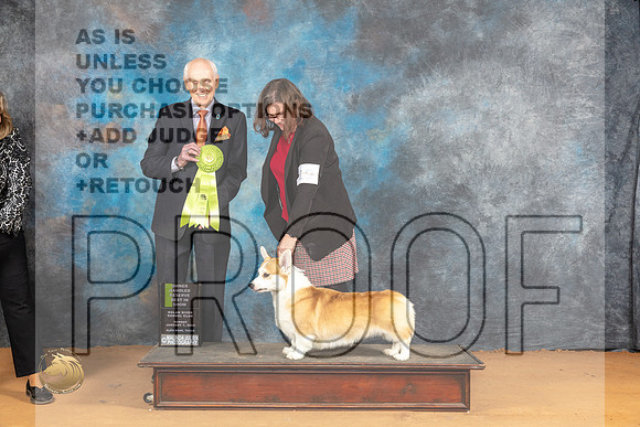 Pembroke Welsh Corgi #19 Sun OHRBIS Judge Dr Norbert Dee_JP_1522_Glen Rose_2024_HR3