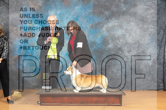 Pembroke Welsh Corgi #19 Sun OHRBIS Judge Dr Norbert Dee_JP_1525_Glen Rose_2024_HR3