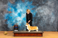 Pembroke Welsh Corgi #30 Sun BOWBOSMCh Judge Butch Schulman