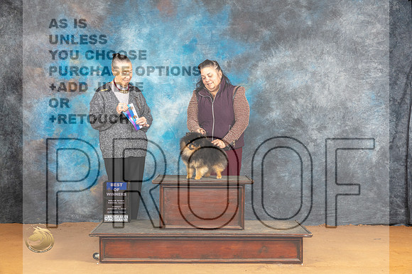 Pomeranian #15 Sun WDBOW Judge Carolyn Herbel_JP_1268_Glen Rose_2024_HR3