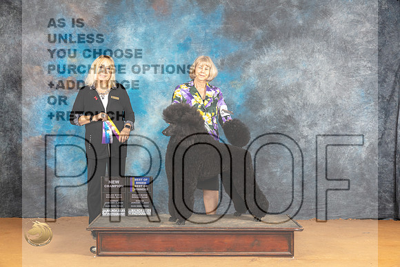 Poodle Std #3 Sun WBBOWBOBCH Judge Edy Blum_JP_1362_Glen Rose_2024_HR3