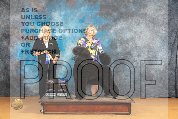 Poodle Std #3 Sun WBBOWBOBCH Judge Edy Blum_JP_1366_Glen Rose_2024_HR3