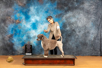 Portuguese Water Dog #6 Sun OHG3 Judge Pat Trotter