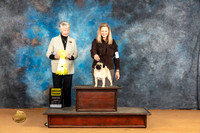 Pug #8 Sun BOB Judge Nena Dee