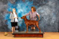 Redbone Coonhound #5 Sun G4 Judge Angela Pickett