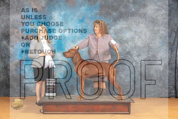 Redbone Coonhound #5 Sun G4 Judge Angela Pickett_JP_1420_Glen Rose_2024_HR3