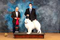 Samoyed #7 Sun G2 Judge Butch Schulman