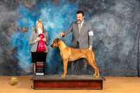 Rhodesian Ridgeback #14 Sun G2 Judge Angela Pickett