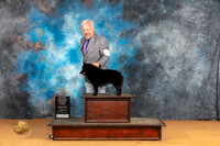 Schipperke #17 Sun OHG3 Judge Butch Schulman