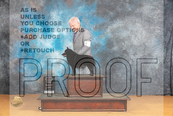 Schipperke #17 Sun OHG3 Judge Butch Schulman_JP_1404_Glen Rose_2024_HR3