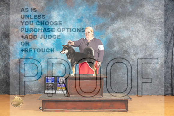 Shiba Inue #9 Sun WBBOWBOB Judge Pat Trotter_JP_1216_Glen Rose_2024_HR3