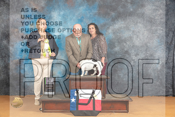 Teddy Roosevelt Terrier #425 Sun BOBBIS Judge Robin Casey_JP_1309_Glen Rose_2024_HR3