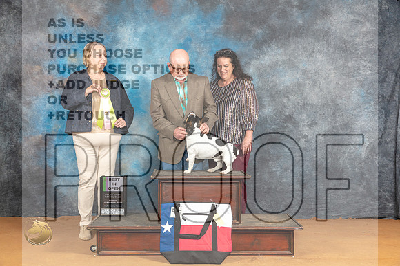 Teddy Roosevelt Terrier #425 Sun BOBBIS Judge Robin Casey_JP_1313_Glen Rose_2024_HR3