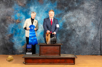 Yorkshire Terrier #7 Sun G1 Judge Nena Dee