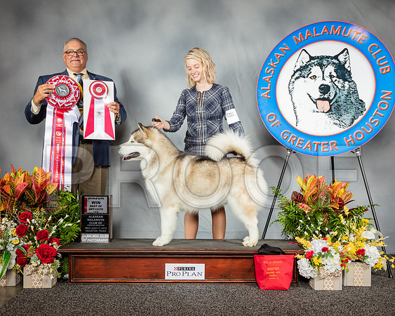 Alaskan Malamute #6 Wed BOS Judge John Lucas_SSR_2412_Hstn2019_HR3