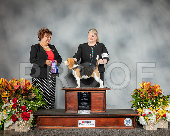 Beagle 15 #6 Wed BOW MAJ Judge Marilyn Pipes_SSR_2784_Hstn2019_HR3