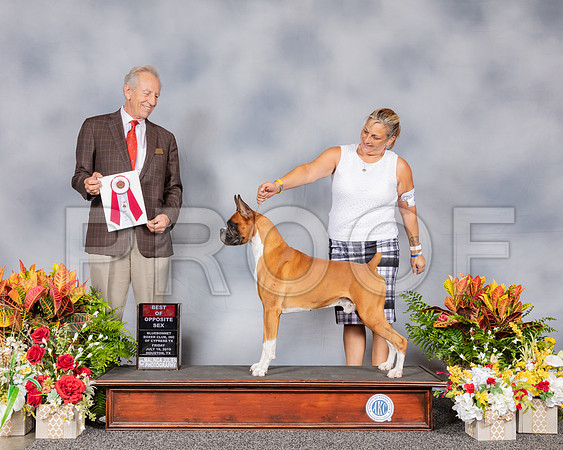 Boxer #23 Wed BOS Judge Jimmy Moses_SSR_2210_Hstn2019_HR3