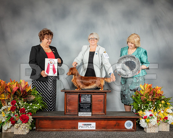 Dachshund Longhaired #28 Wed BOS Judge Marilyn Pipes_SSR_2770_Hstn2019_HR3