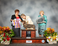 Dachshund Wirehiared #18 Wed BISS Judge Marilyn Pipes