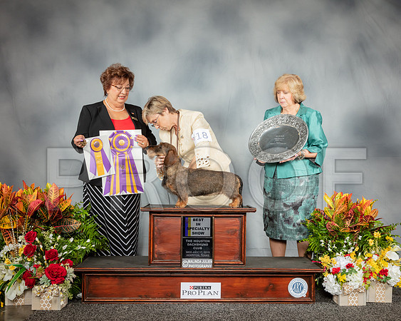 Dachshund Wirehiared #18 Wed BISS Judge Marilyn Pipes_SSR_2759_Hstn2019_HR3