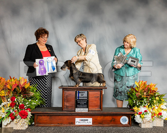 Dachshund Wirehaired #17 Wed BOW Judge Marilyn Pipes_SSR_2781_Hstn2019_HR3