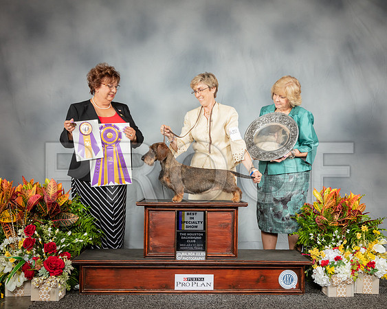Dachshund Wirehiared #18 Wed BISS Judge Marilyn Pipes_SSR_2762_Hstn2019_HR3