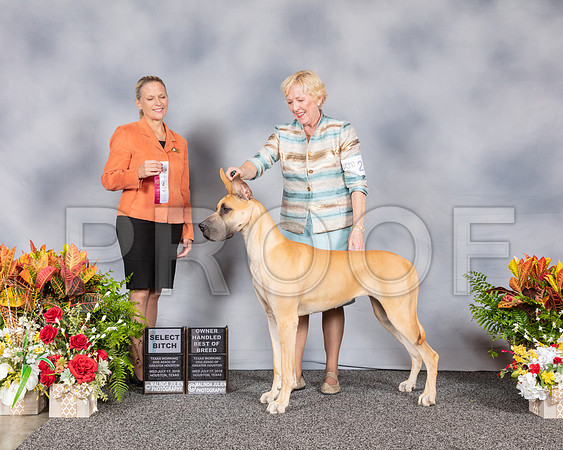 Great Dane #22 Wed OH BOB SB Judge Robin Hug_SSR_2196_Hstn2019_HR3