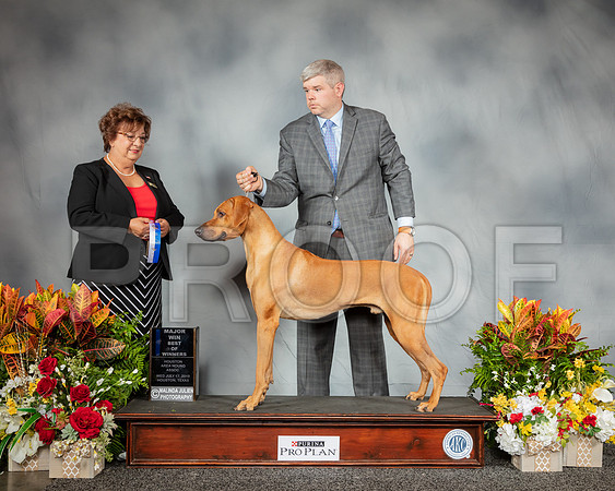 Rhodesian Ridgeback #25 Wed BOW Judge Marilyn Pipes_SSR_2788_Hstn2019_HR3