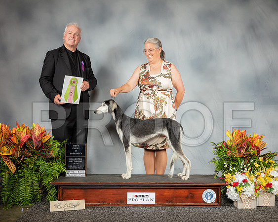 Saluki #32 Wed Best Pup Judge Warren Cook_SSR_2832_Hstn2019_HR3