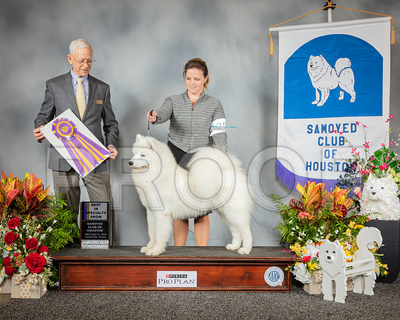 Samoyed #20 Wed BISS Judge Robert Vandiver_SSR_2527_Hstn2019_HR3