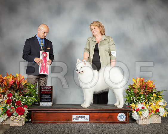 Samoyed #6 Wed G2 Judge Butch Schulman_SSR_2702_Hstn2019_HR3