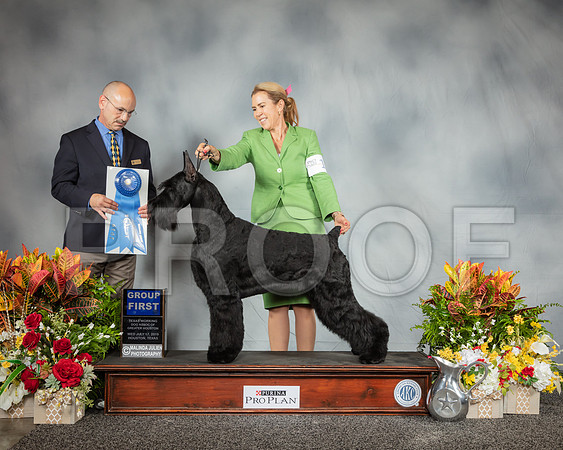 Schnauzer Giant #19 Wed G1 Judge Butch Schulman_SSR_2698_Hstn2019_HR3