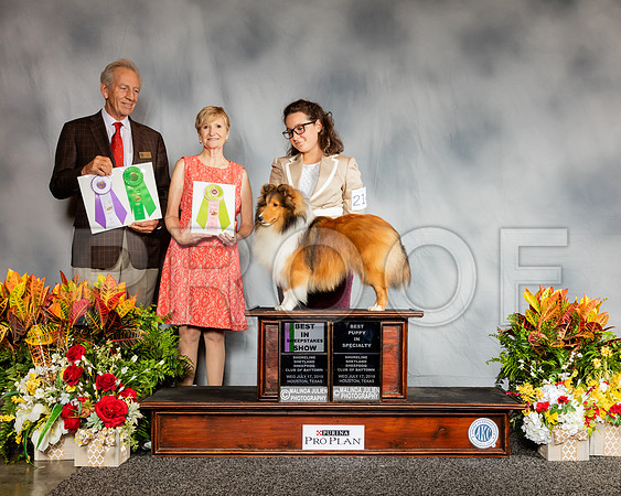 Shetland Sheepdog #21 Wed Best Pup Best Sweeps RWD Judge Jimmy Moses_SSR_2662_Hstn2019_HR3