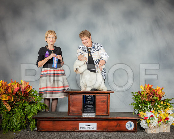 West Highland White Terrier #21 Wed BOW MAJ Judge Berget Coady Kabel_SSR_2844_Hstn2019_HR3
