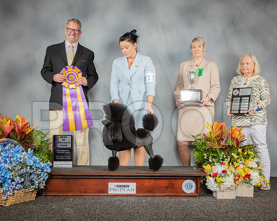 Poodle Miniature #11 Wed BISS Judge Tim Brazier_SSR_2815_Hstn2019_HR3