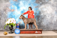 Cane Corso #7 SUN WD BOS Major Judge Ken Murray