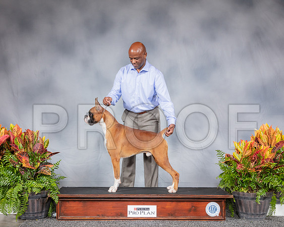 Boxer Thurs Joseph Green CUSTOM_SSR_2963_Hstn2019_HR3