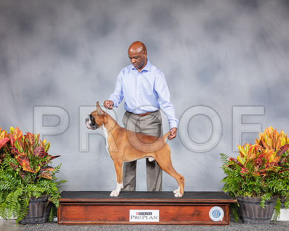 Boxer Thurs Joseph Green CUSTOM_SSR_2967_Hstn2019_HR3