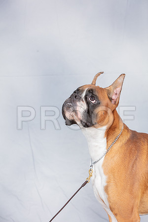 Boxer Thurs Joseph Green CUSTOM_SSR_2973_Hstn2019_HR3