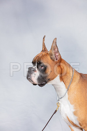 Boxer Thurs Joseph Green CUSTOM_SSR_2979_Hstn2019_HR3