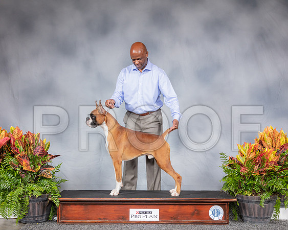 Boxer Thurs Joseph Green CUSTOM_SSR_2964_Hstn2019_HR3