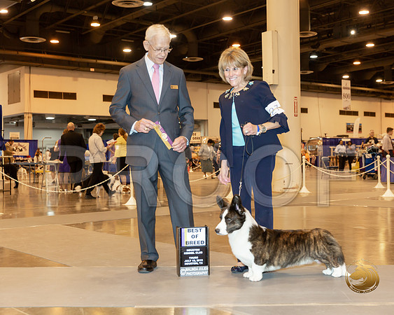 Cardigan Welsh Corgi #27 Thur BOB Maj Judge Robert L Vandiver_JJJ_8499-Hstn2019-HR3