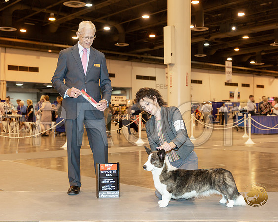 Cardigan Welsh Corgi #52 Thur BOS Judge Robert L Vandiver_JJJ_8502-Hstn2019-HR3