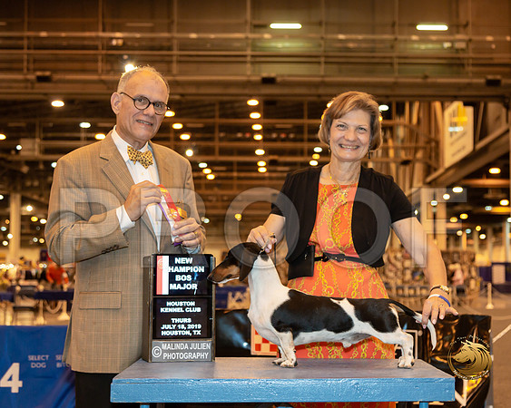 Dachshund Smooth #23 Thur BOS Maj Judge Luis Sosa__ST_6568-Hstn2019-HR3