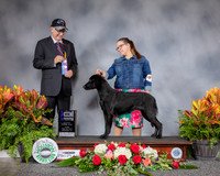 Flat Coated Retriver #10 Thurs WB MAJ Judge Johnny Shoemaker