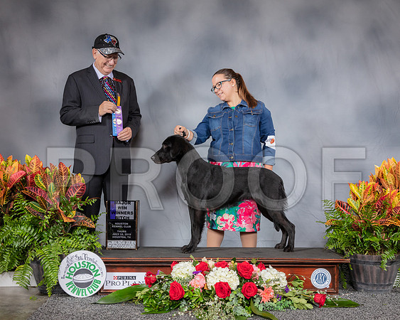 Flat Coated Retriver #10 Thurs WB MAJ Judge Johnny Shoemaker_SSR_3053_Hstn2019_HR3