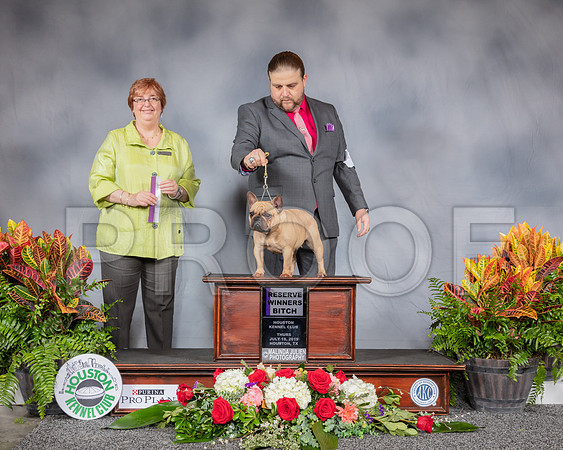 French Bulldog #14 Thurs RWB Judge Cindy Stansell_SSR_3077_Hstn2019_HR3