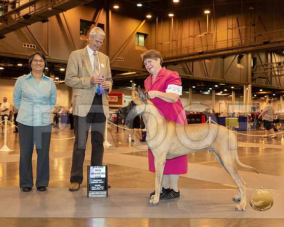 Great Dane #29 Thur WD Judge Jon Cole__ST_6518-Hstn2019-HR3