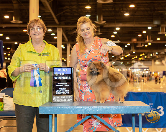 Pomeranian #25 Thur BOW Judge Cindy Stansell__ST_6575-Hstn2019-HR3
