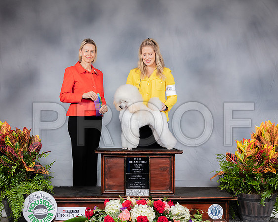 Poodle Miniature #6 Thurs WB NC MAJ Judge Judge Patricia Sosa_SSR_3006_Hstn2019_HR3
